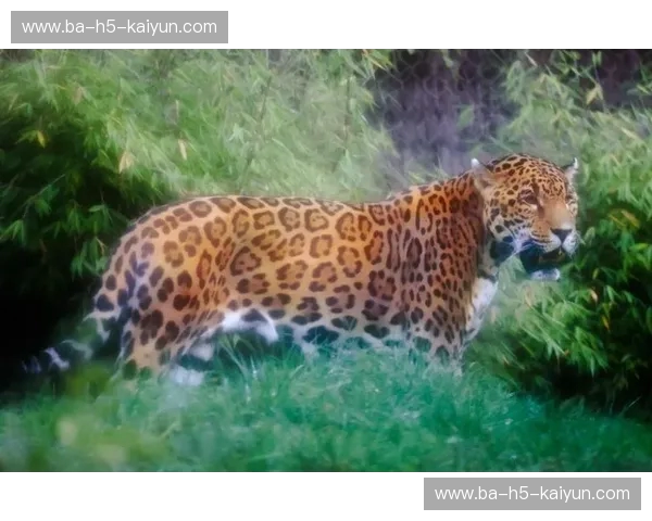 丛林死斗:美洲豹与老虎,谁才是真正的猫科至尊? 丛林死斗:美洲豹与老虎,谁才是真正的猫科至尊?